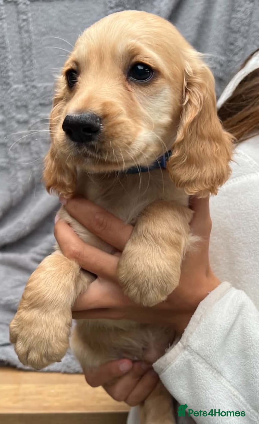 Cocker Spaniel dogs **READY NOW** gorgeous cocker spaniels - Advert 13