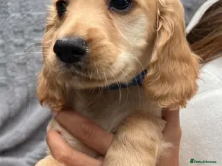 Cocker Spaniel dogs **READY NOW** gorgeous cocker spaniels - Advert 13
