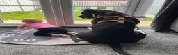 Mixed Breed dogs for sale: 1 year old female staffy cross  in Thirsk - Advert 5