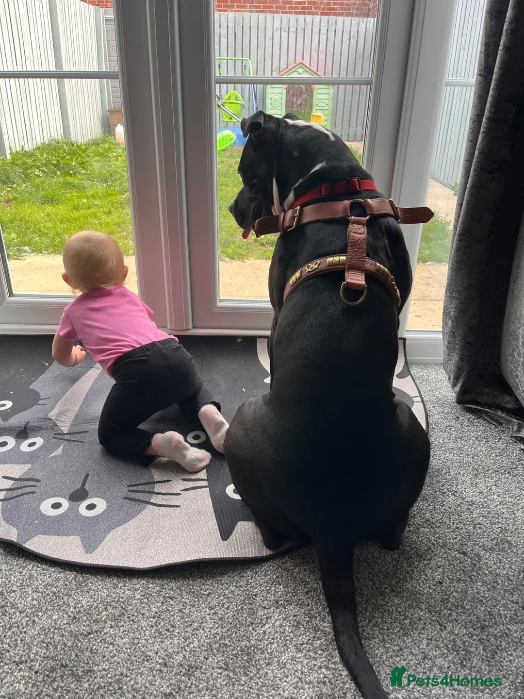 Mixed Breed dogs for sale: 1 year old female staffy cross  in Thirsk - Advert 5
