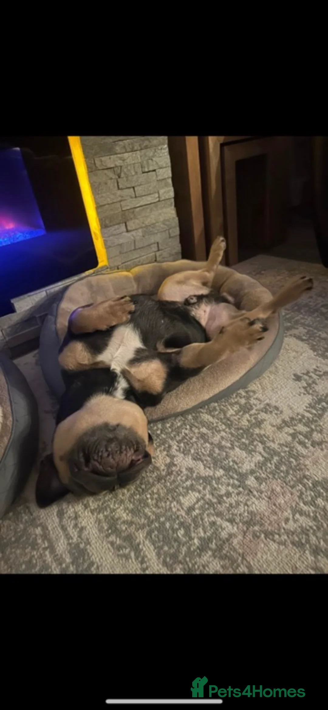 French Bulldog dogs for stud: Rocking Rico for Stud KC and DWKC registered  - Advert 2