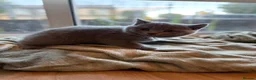 British Shorthair cats for sale: Adorable Purebred British Shorthair Kittens - 9wks - Advert 2