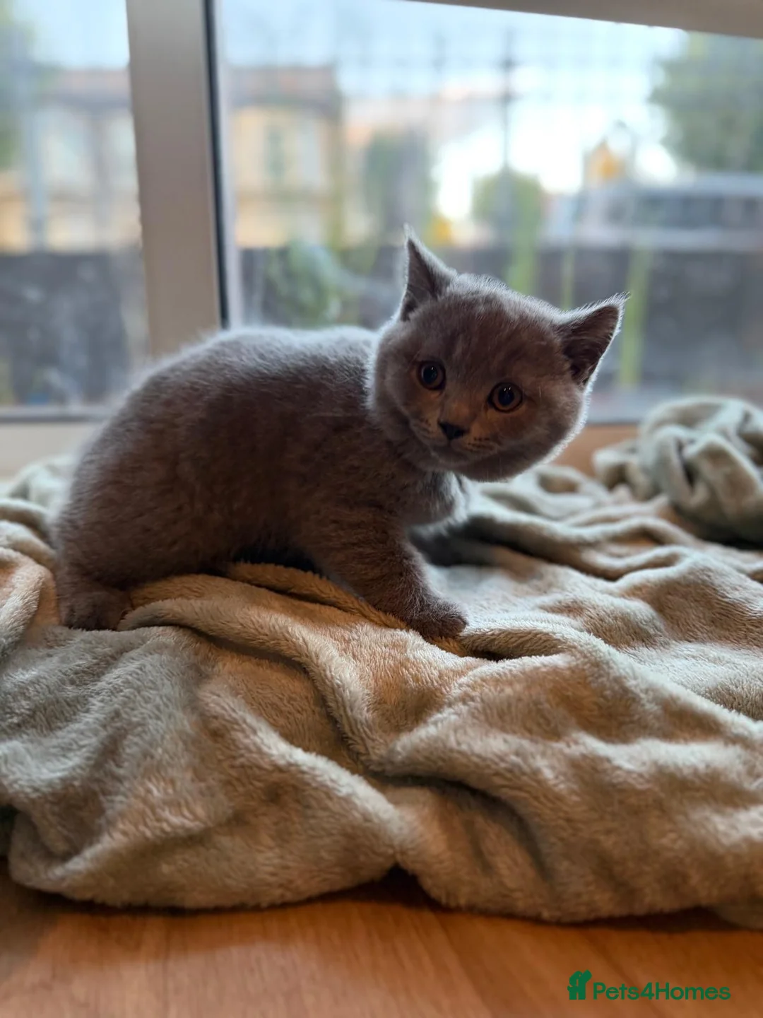 British Shorthair cats for sale: Adorable Purebred British Shorthair Kittens - 9wks - Advert 2