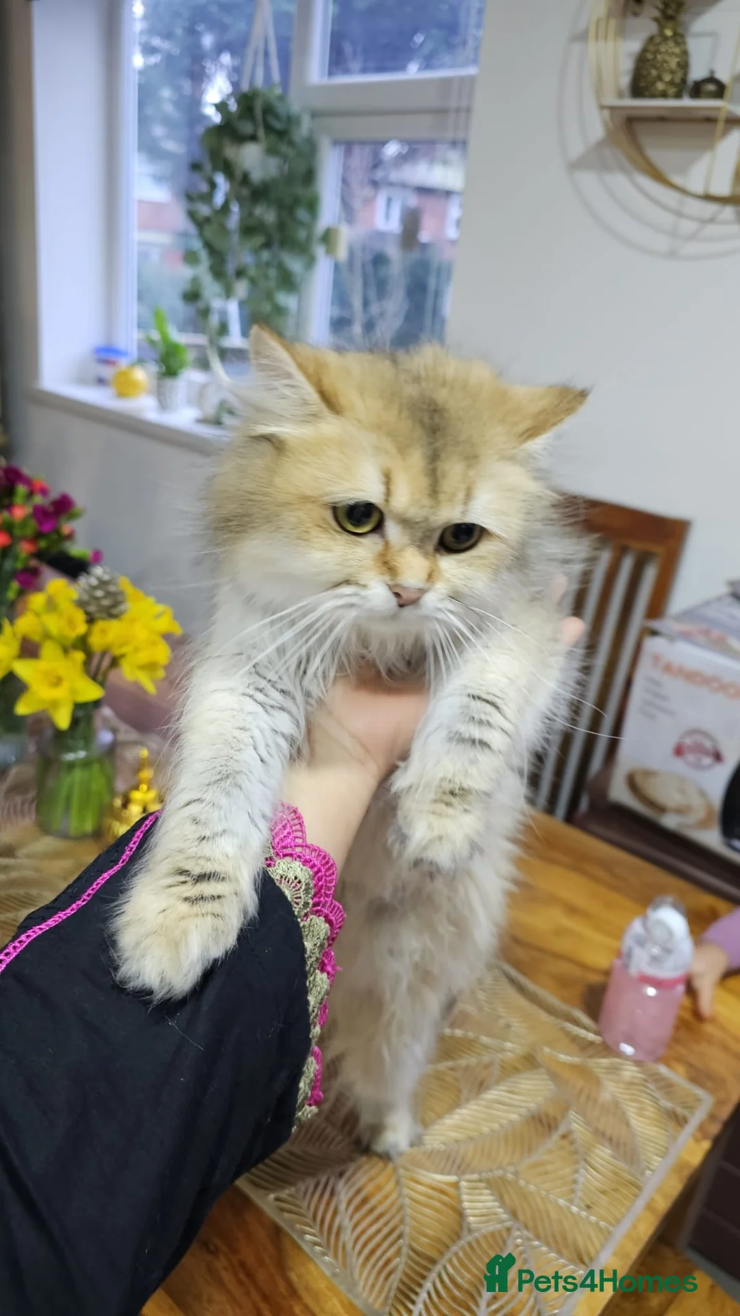 British Longhair cats for sale: British long hair (Adult) - Advert 4