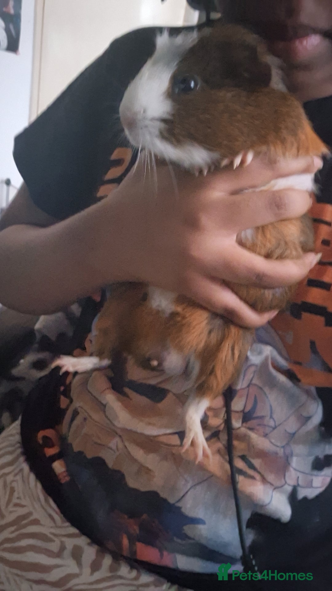 Guinea Pig rodents for sale: Male Guniea pig - Image 4