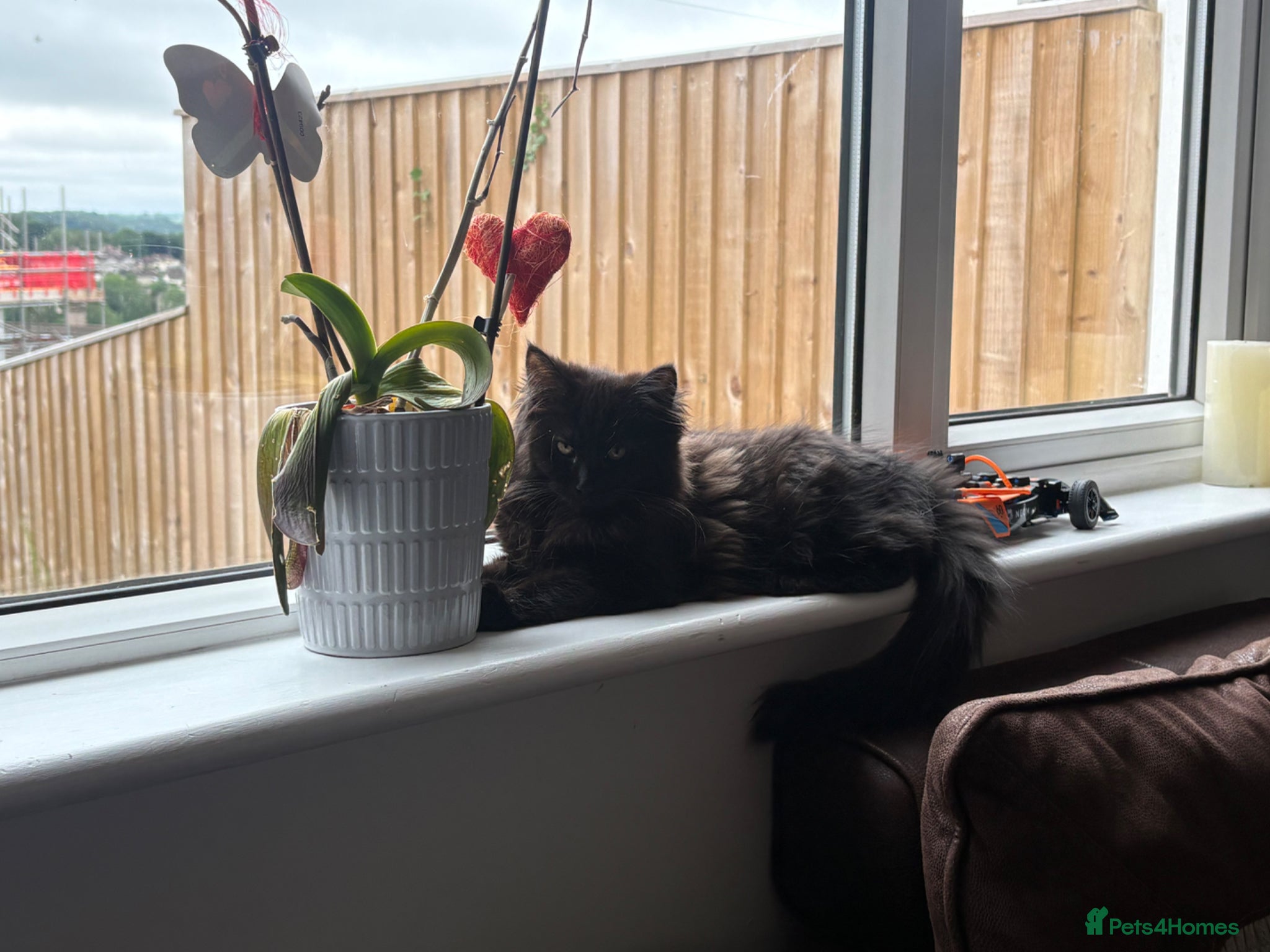 Mixed Breed cats Stunning Maine Coon x Ragdoll Female Kitten ❤️ - Advert 1