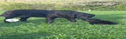 Mixed Breed dogs for sale: Mixed Breed Lab x Staffy Puppy - Advert 5