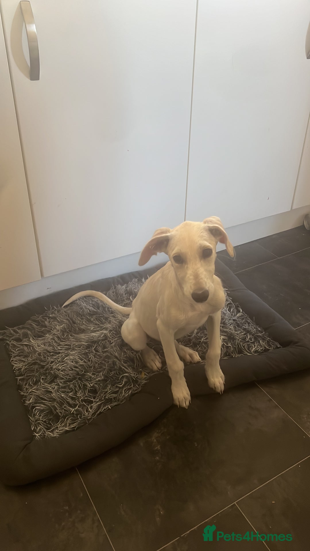 Mixed Breed dogs for sale: Lurcher cross bitch - Image 3