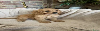 Cavapoo 1