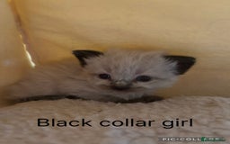 Mixed Breed cats for sale: 5 beautiful kittens for sale - Image 5