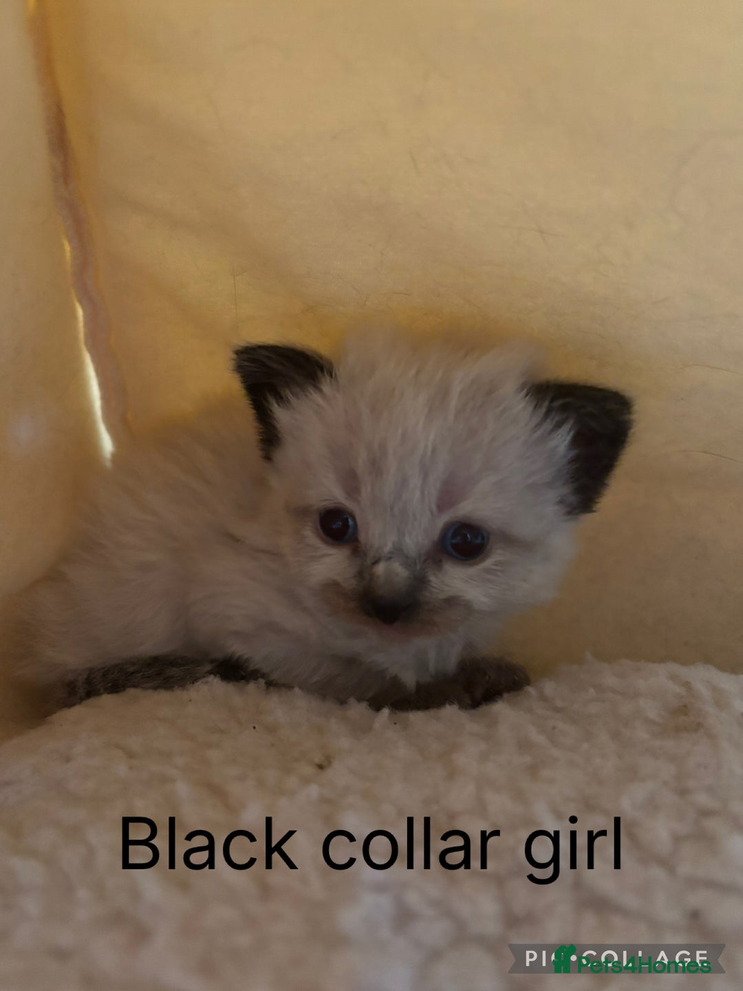 Mixed Breed cats for sale: 5 beautiful kittens for sale - Image 5