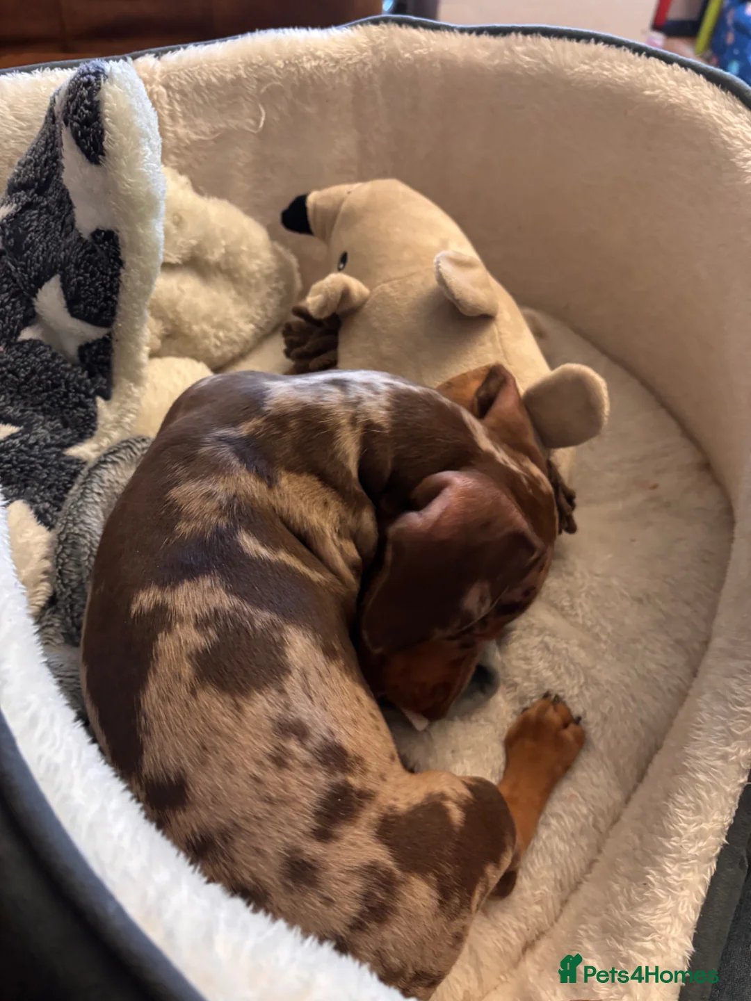 Miniature Dachshund dogs for sale: 8 month old boy 5 month old female mini dachshund  - Advert 10