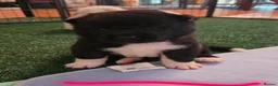Akita dogs for sale: KC registered American Akita puppies - Advert 7
