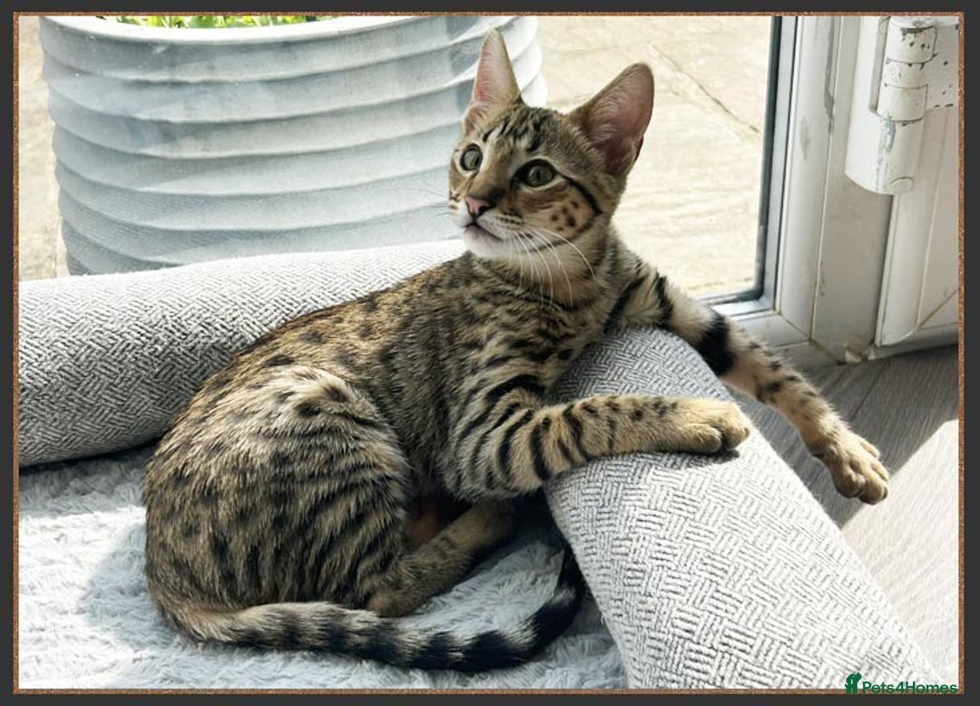 Savannah cats for sale: Ready to go F5 SBT Savannah kittens in Bingley - Image 12