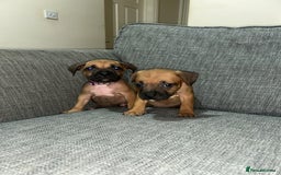 Mixed Breed dogs for sale: French bulldog mix - Image 17