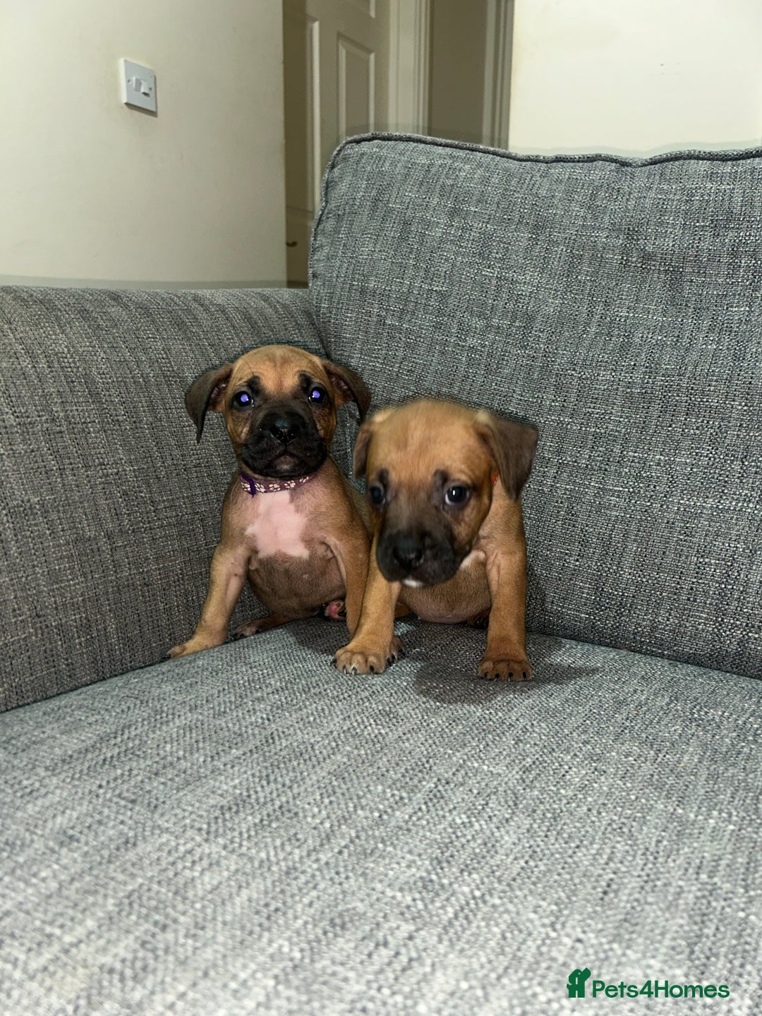 Mixed Breed dogs for sale: French bulldog mix - Image 17