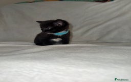 Mixed Breed cats for sale: Black and White Male Kitten - Image 2