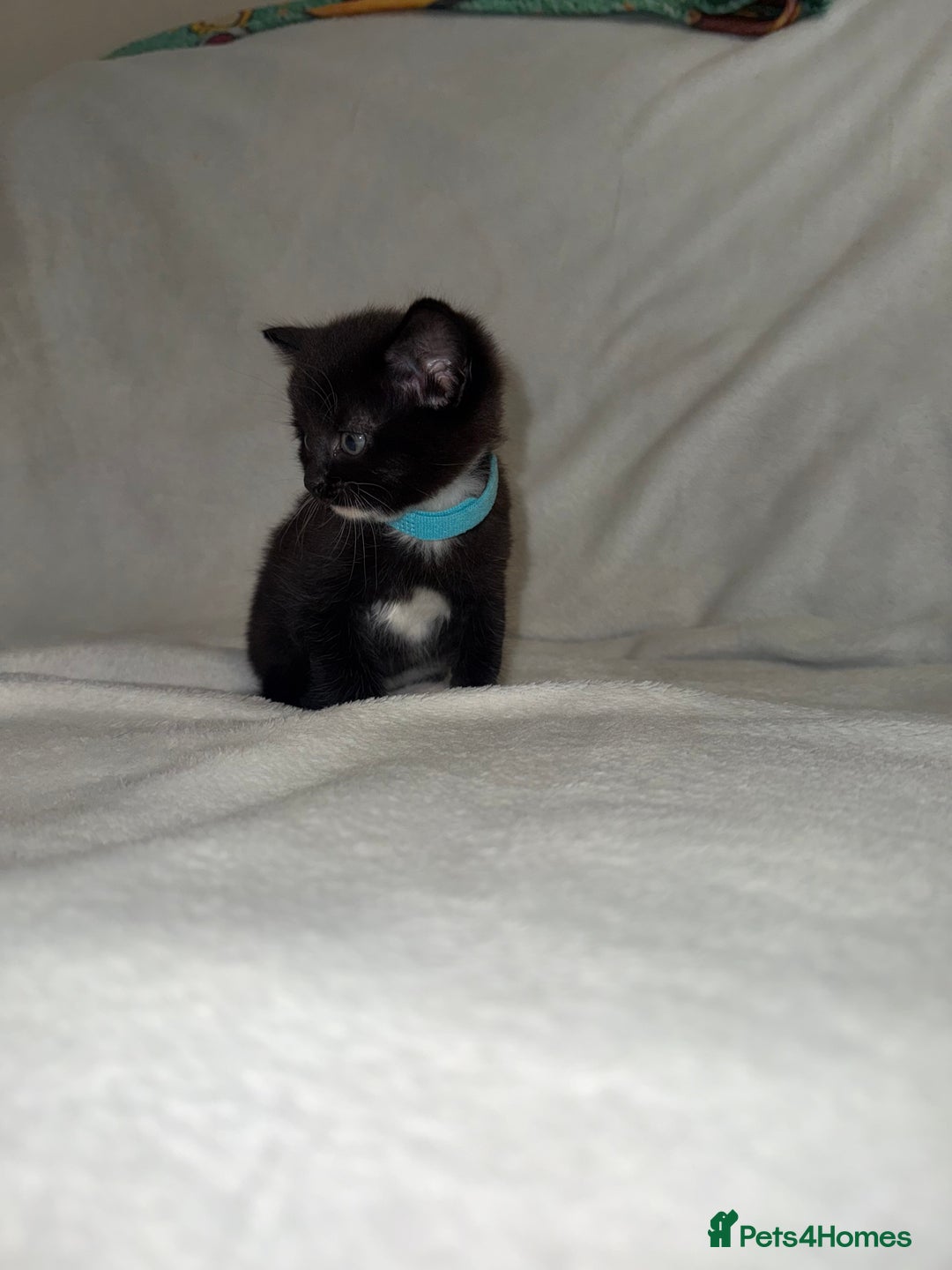 Mixed Breed cats for sale: Black and White Male Kitten - Image 2