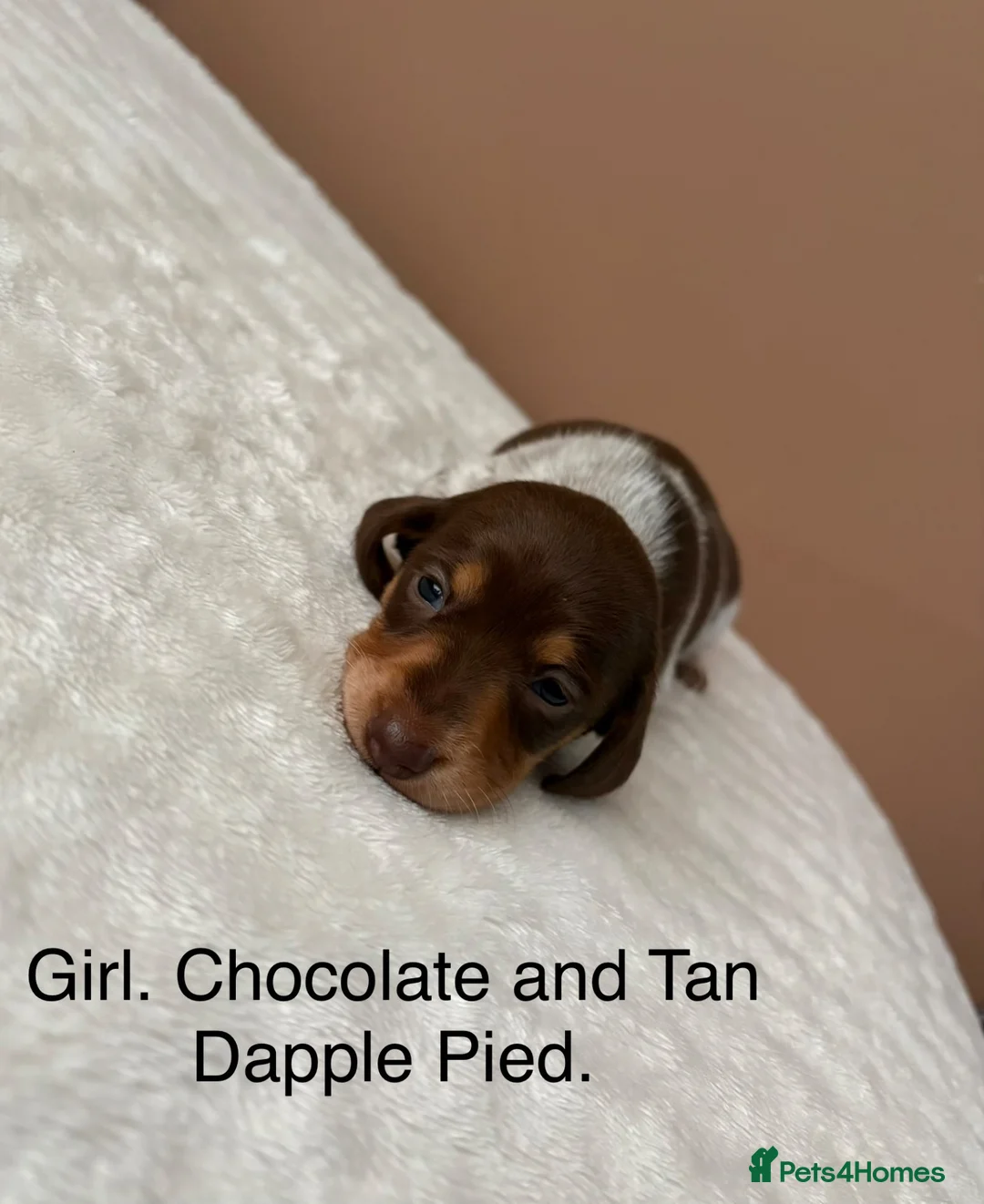 Dachshund dogs for sale: Miniature Dachshund  - Advert 2