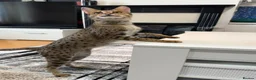 Savannah cats for sale: 2 and 3 months old. Tica Regist. Savannahs - Advert 3
