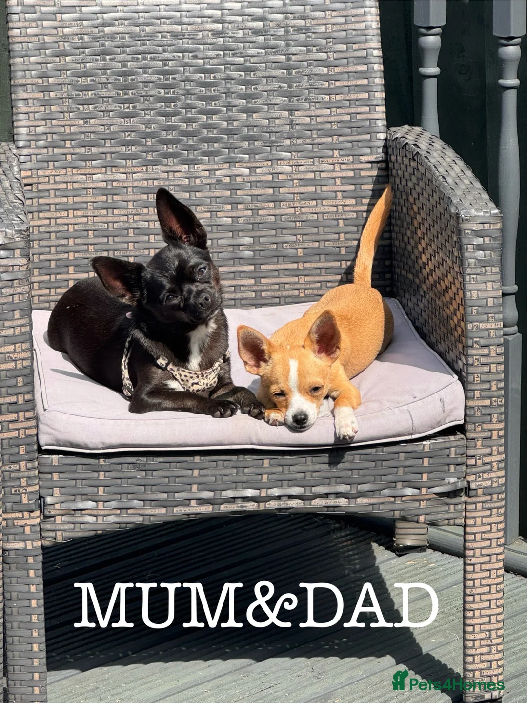 Chihuahua dogs for sale: Chihuahua puppies  - Advert 2