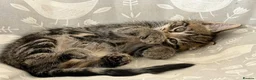 Mixed Breed cats for sale: Gorgeous home reared kittens  - Advert 18