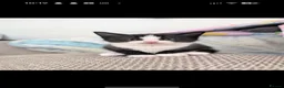 Mixed Breed cats for sale: One male black and white kitten left - Advert 6