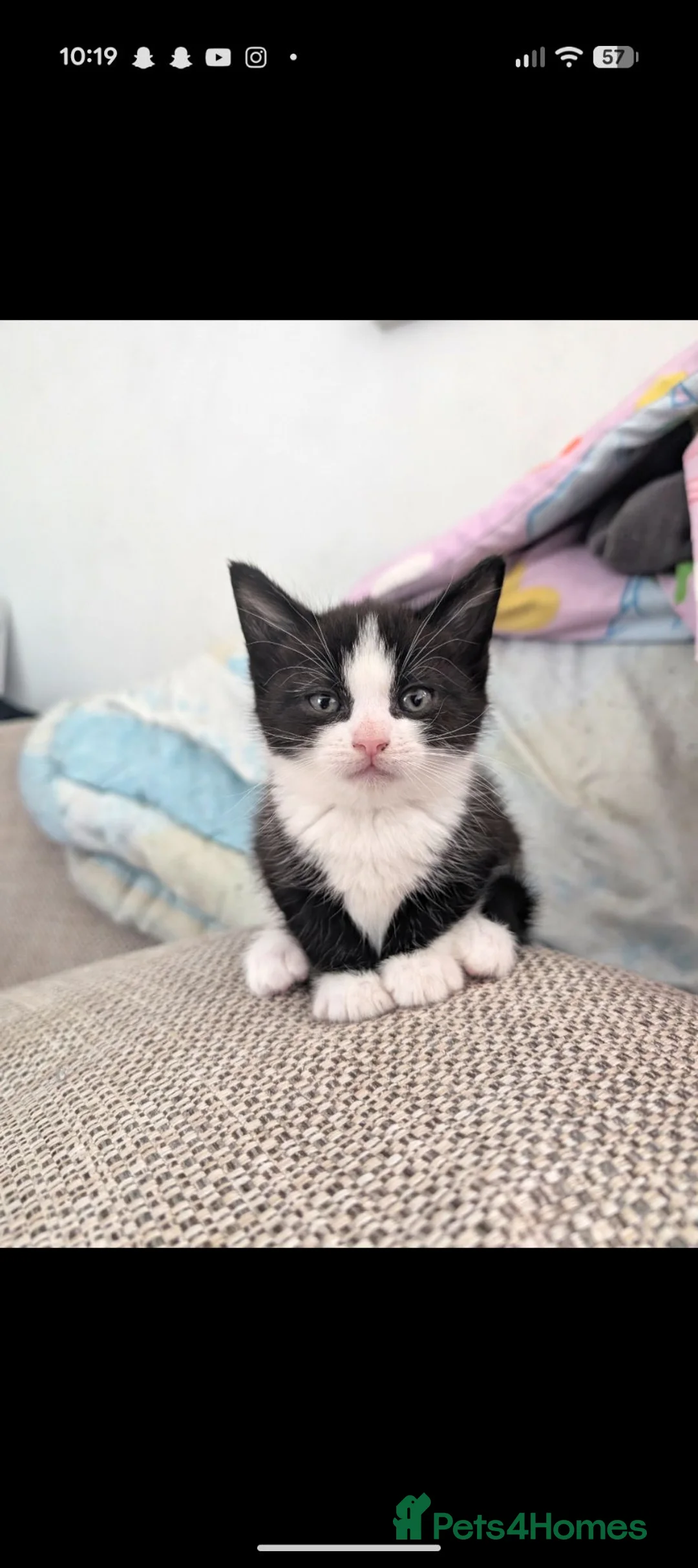 Mixed Breed cats for sale: One male black and white kitten left - Advert 6
