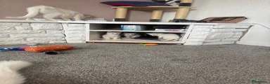 Turkish Angora 5