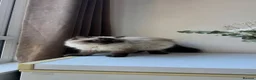 Himalayan cats for sale: 4-Year-Old Himalayan for sale!  - Advert 7