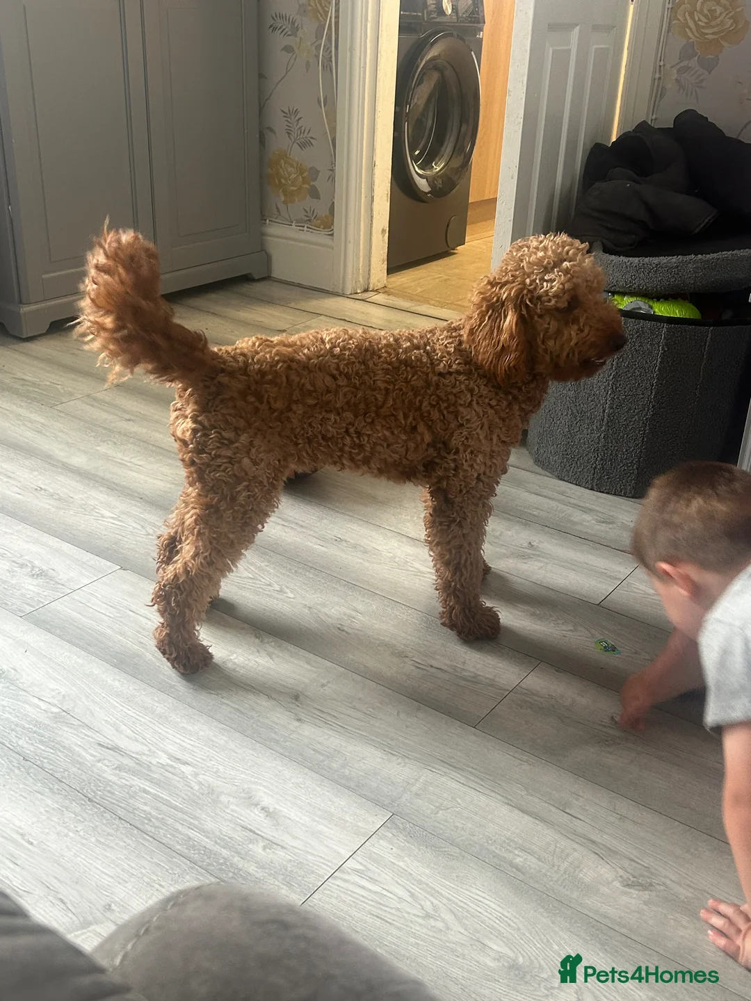 Miniature Poodle dogs for sale: Labapoodle  in Congleton - Advert 2