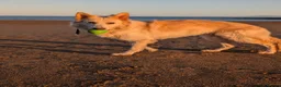 German Shepherd dogs for sale: Zeus white & Gold German shepherd - Advert 1
