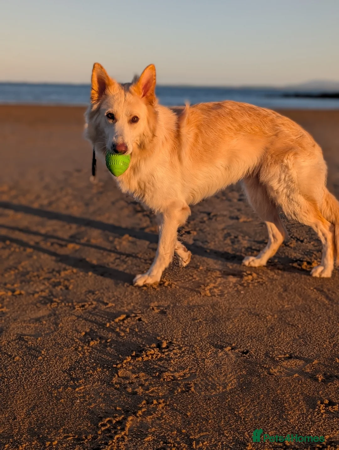 German Shepherd dogs for sale: Zeus white & Gold German shepherd - Advert 1