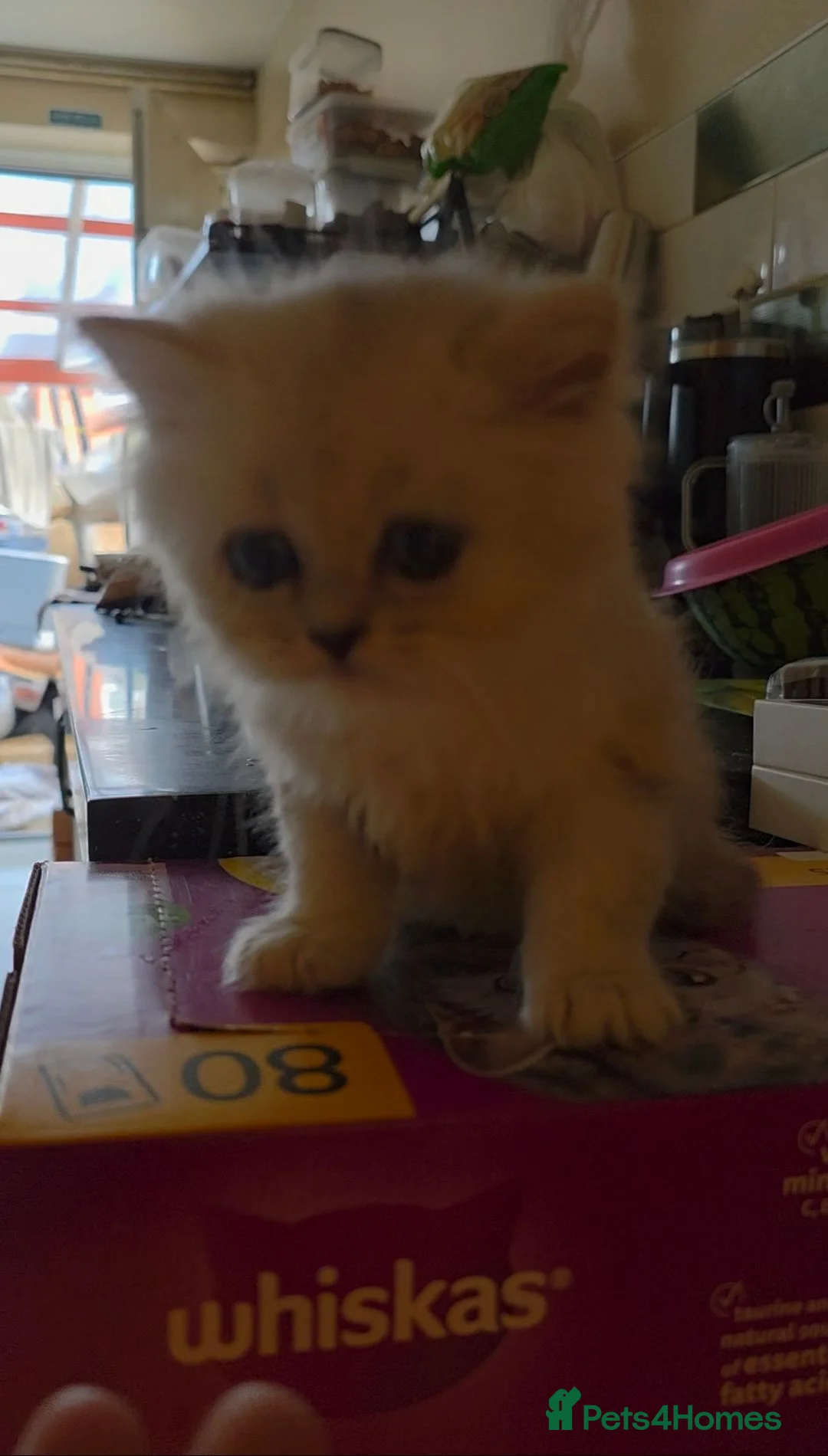 Persian cats for sale: Chinchilla Persian Kittens For Sale - Advert 2