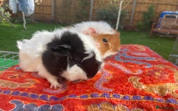 Guinea Pig rodents for sale: 2 male baby guinea pigs flitwick - Image 9