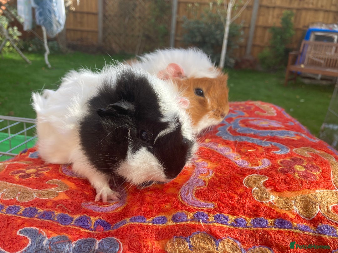 Guinea Pig rodents for sale: 2 male baby guinea pigs flitwick - Image 9
