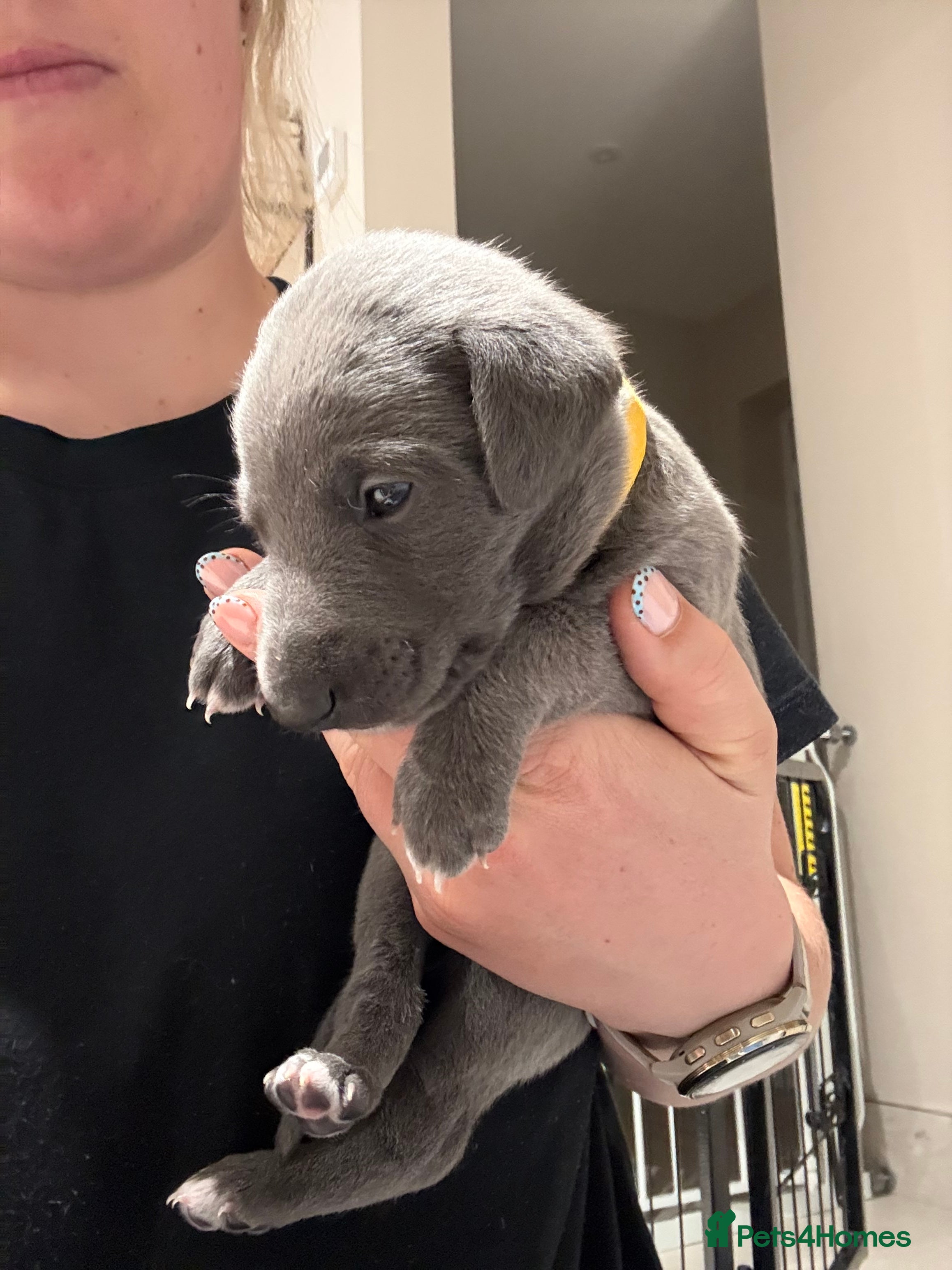Whippet dogs KC Registered Blue Whippet Puppies - Advert 2