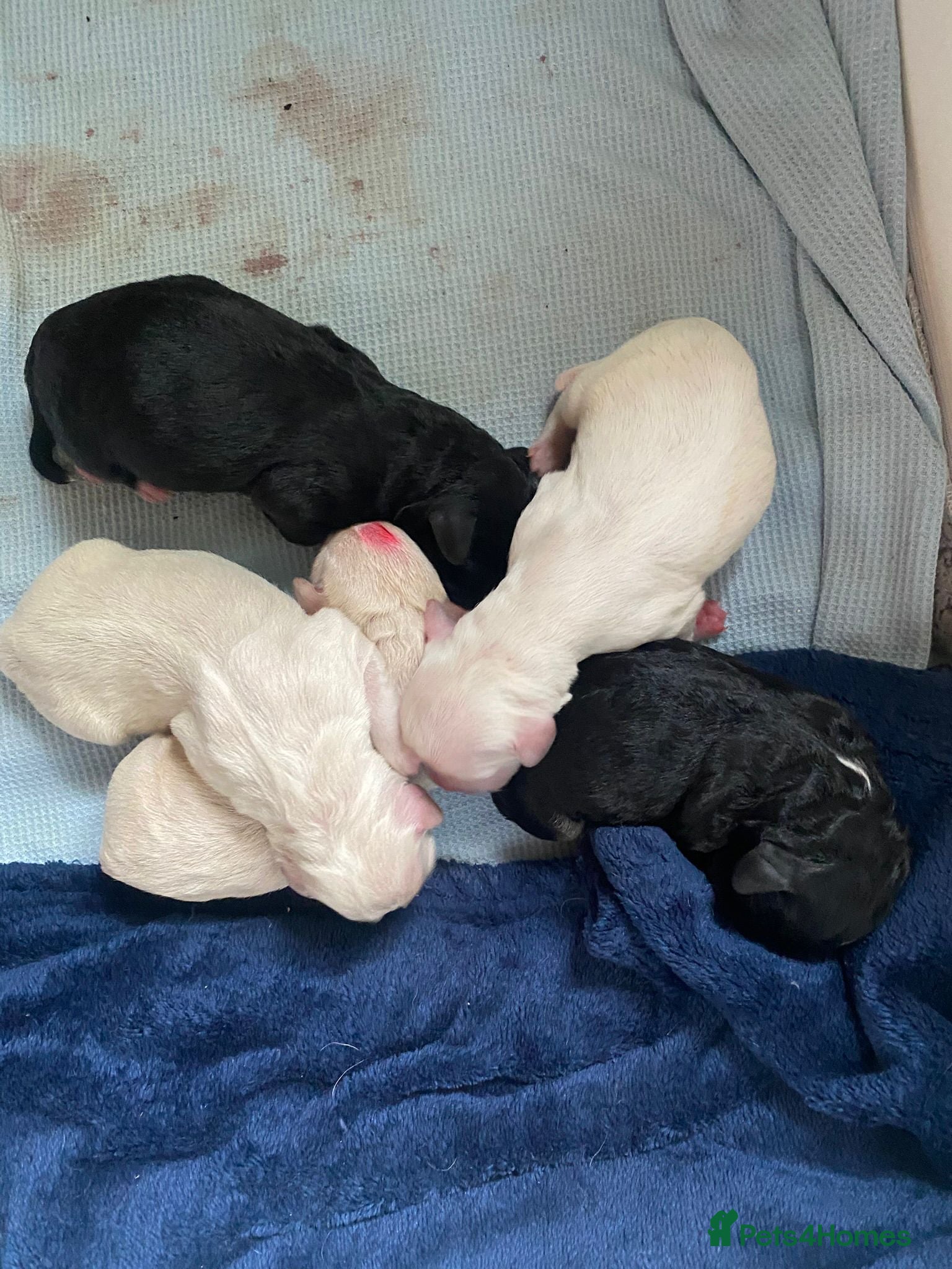 Mixed Breed dogs ONLY TWO BOYS LEFT,  hypoallergenic (7/12/25)) - Advert 6