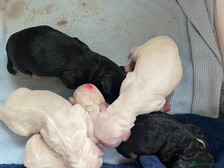 Mixed Breed dogs for sale - Advert 1