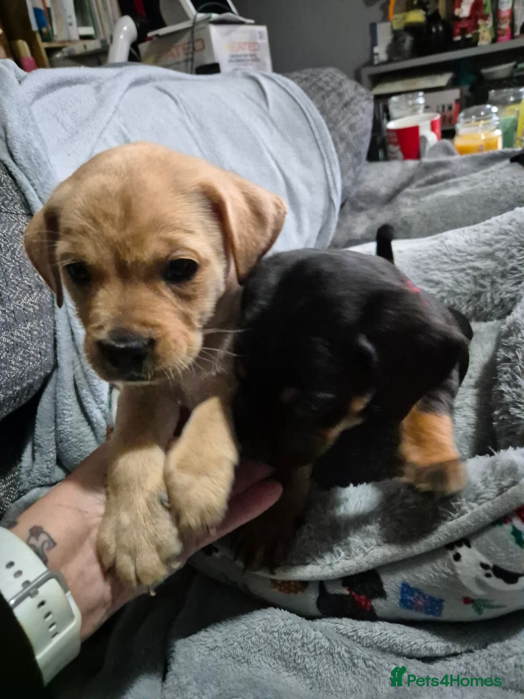 Mixed Breed dogs for sale: puppies  - Advert 2