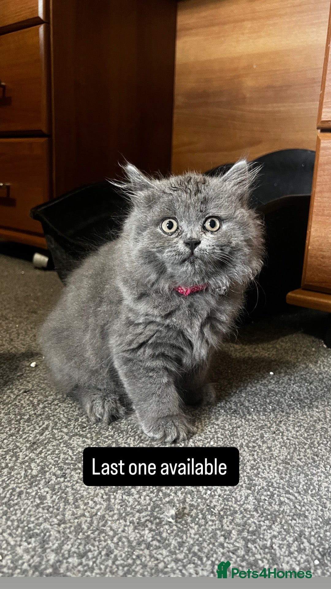 British Shorthair cats British shorthair Lilac and blue Kittens - Advert 2