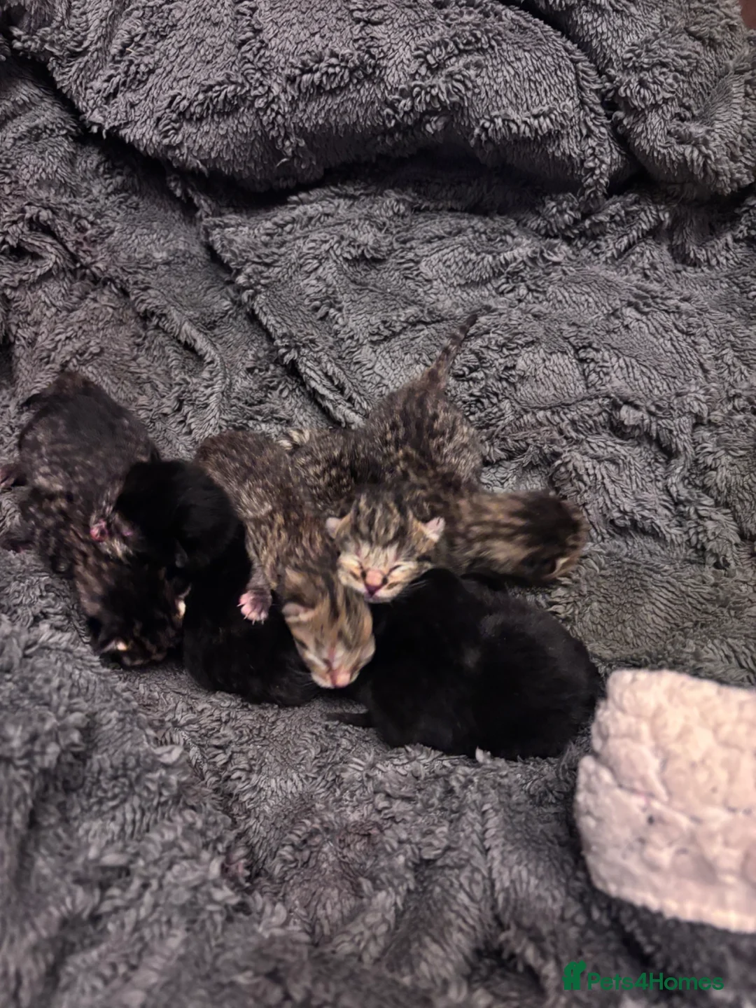 Domestic Shorthair cats for sale: Gorgeous Tabby and Tortoise Kittens in Blackburn - Advert 2