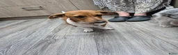 Miniature Dachshund dogs for sale: Female sausage dog - Advert 3