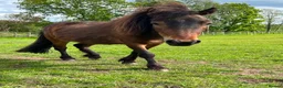 Dartmoor horses for sale: Dartmoor shetland pony  - Advert 2