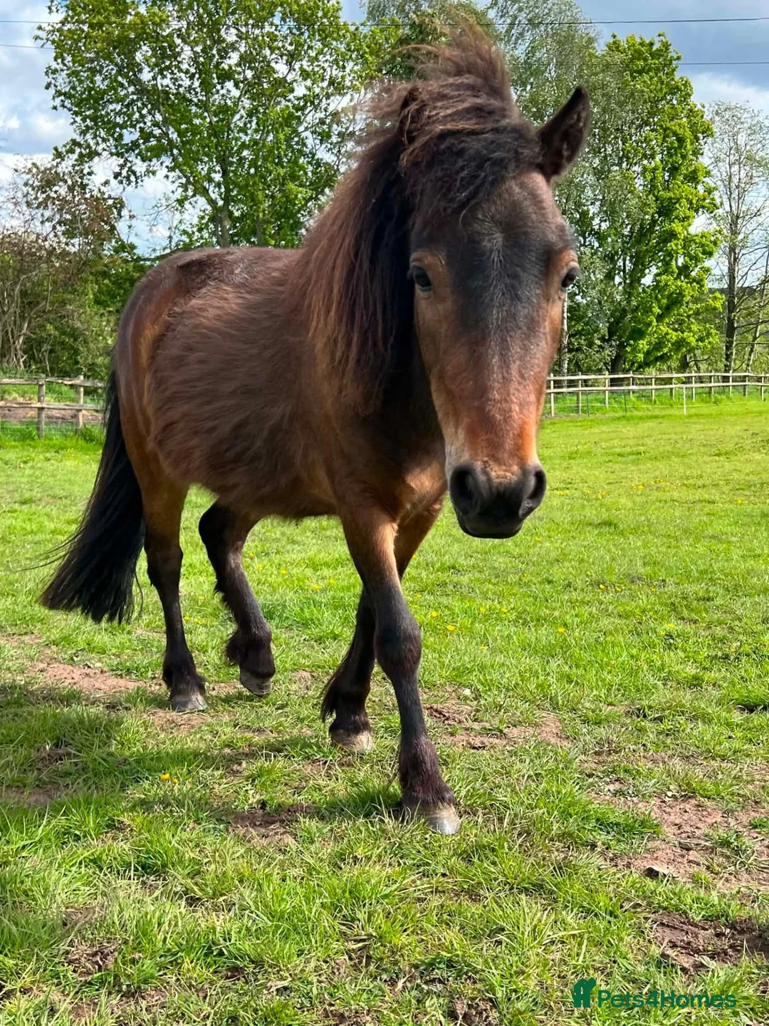 Dartmoor horses for sale: Dartmoor shetland pony  - Advert 2
