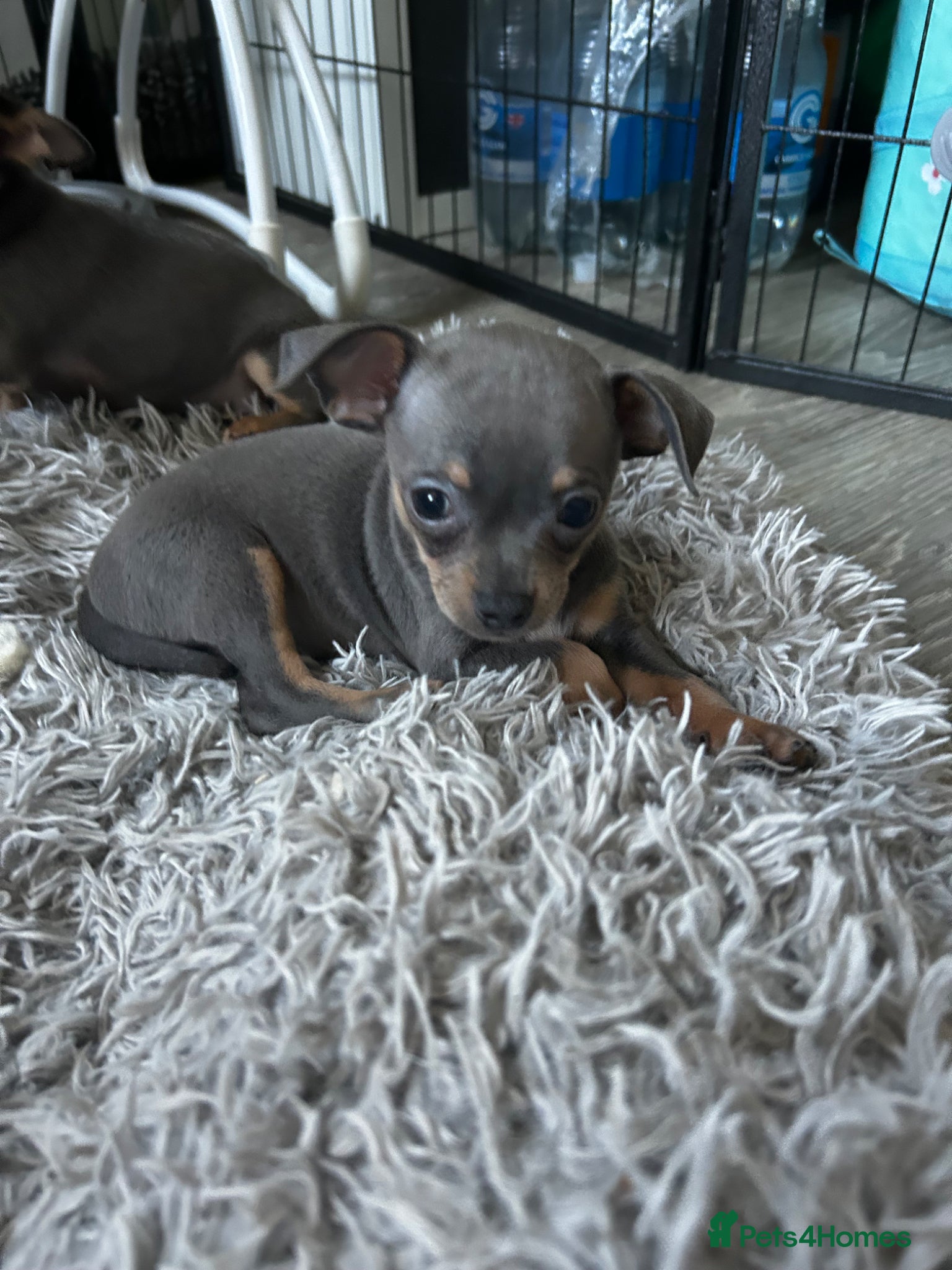 Chihuahua dogs Beautiful blue tri chihuahua puppies ready now - Advert 14