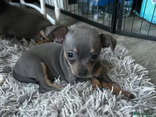 Chihuahua dogs Beautiful blue tri chihuahua puppies ready now - Advert 5