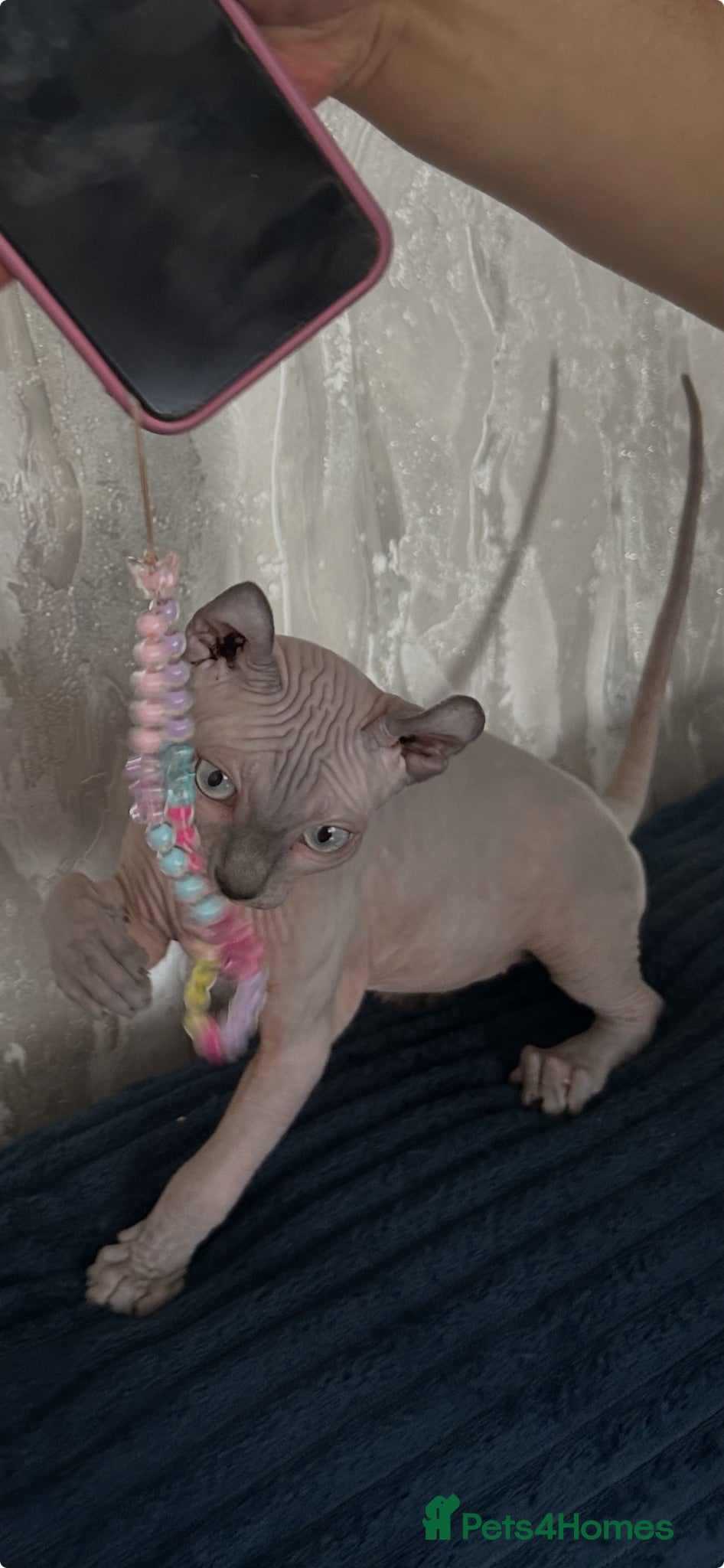 Sphynx cats Six gorgeous sphinx for sale  - Advert 2
