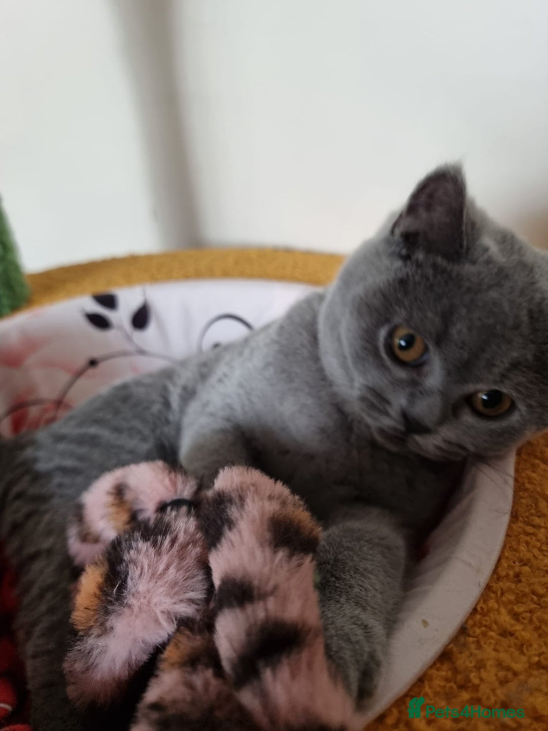 British Shorthair cats for sale:  To Go Now 3 Female Ready GCCF Healthy Pedigree - Advert 21
