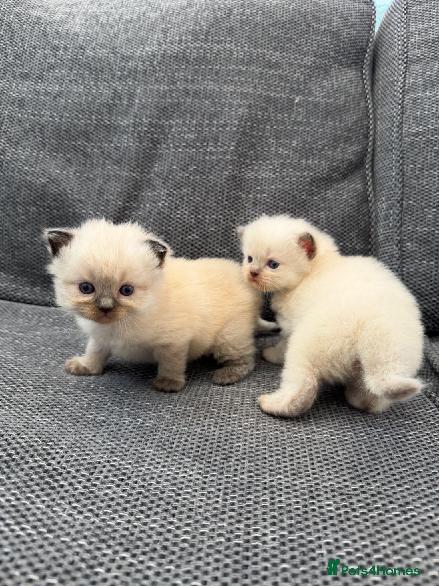 Ragdoll cats Ragdoll kittens - Advert 16